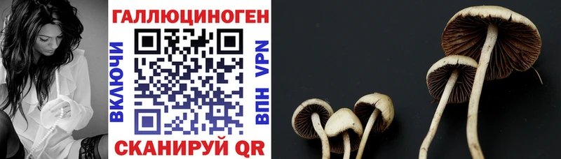 OMG ONION  Динская  Псилоцибиновые грибы GOLDEN TEACHER 